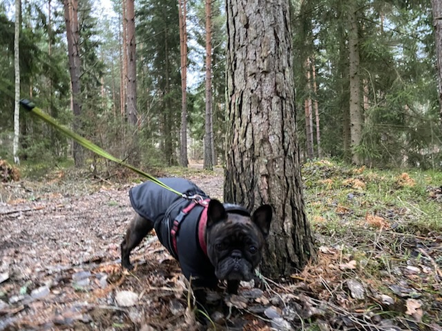 Brindle colored French bulldog wearing a black jacket staring at the camera, standing attentively next to a tree trunk. Forest and gravel path in the background.