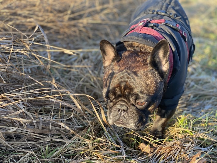 Outdoor closeup of brindle French bulldog in a black jacket and pink harness, sniffing frosty grass.