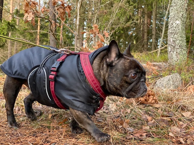Full-body action photo from the side of a brindle french bulldog in black jacket and red harness walking in a grassy forest with scattered orange, dead leaves.